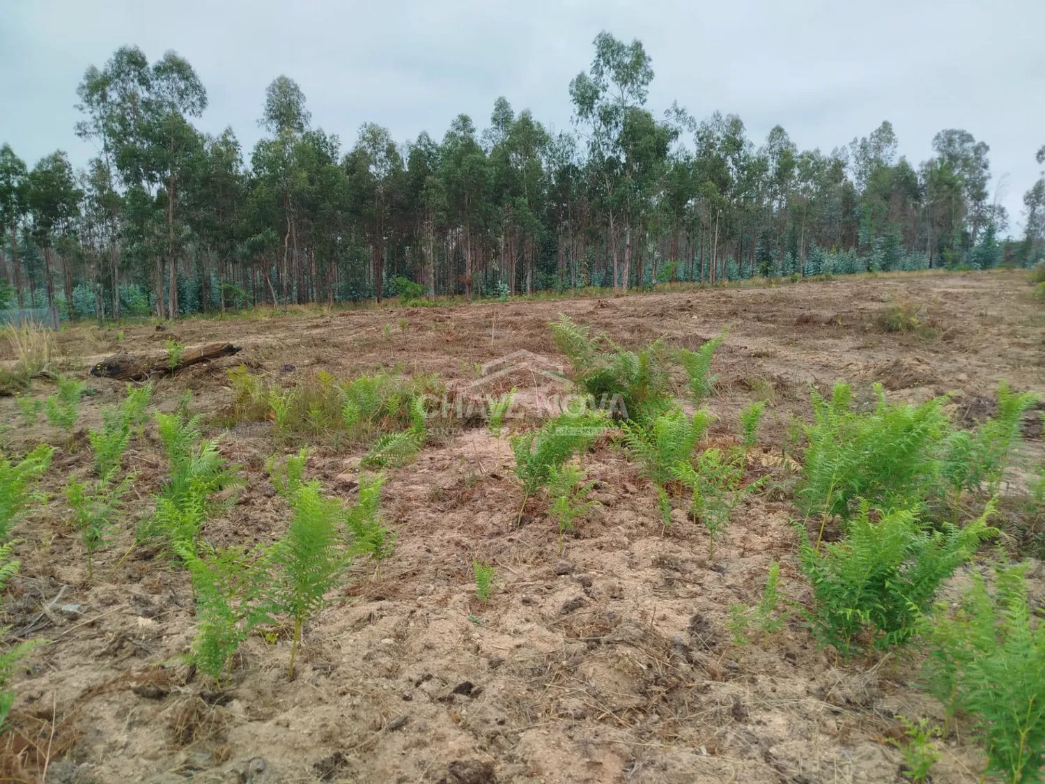 Terreno Industrial à Venda – Macinhata do Vouga - 2