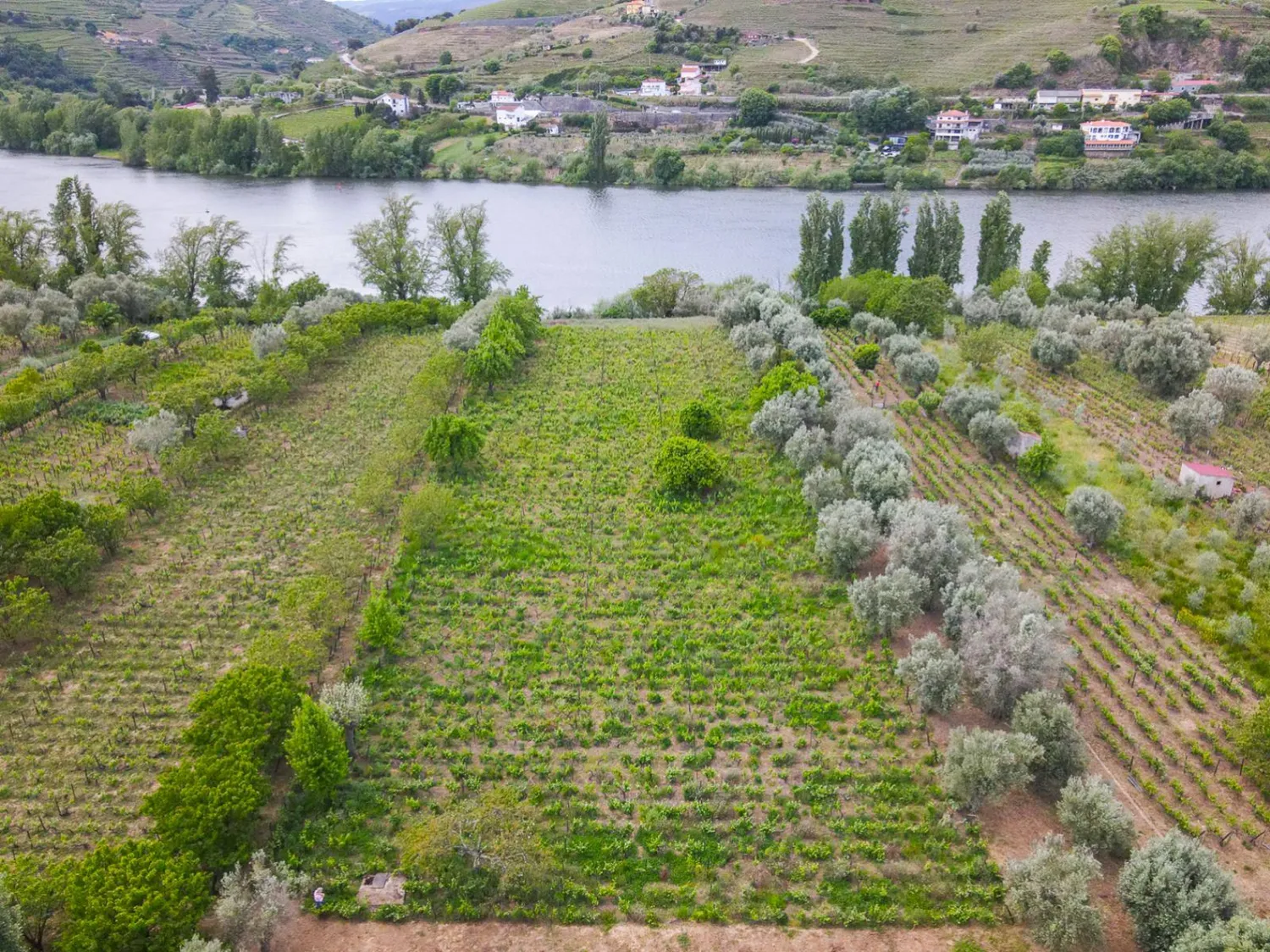 Vineyard estate with exclusive private access to the Douro River - 2