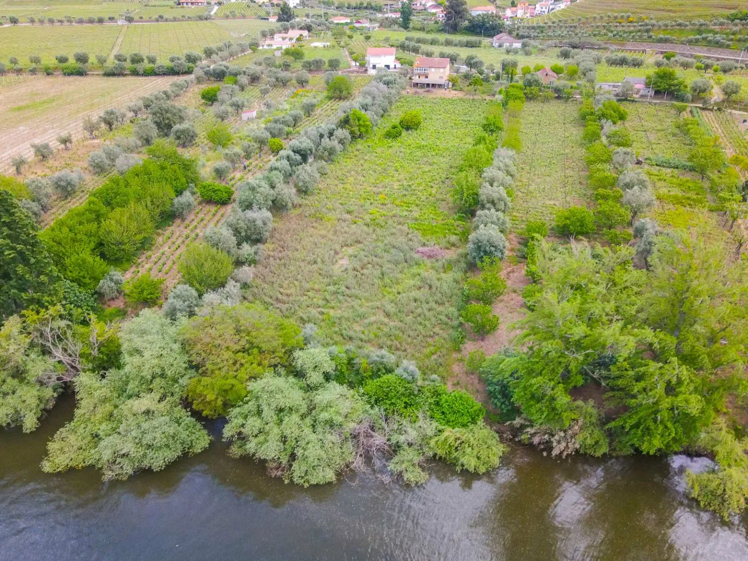 Vineyard estate with exclusive private access to the Douro River - 3