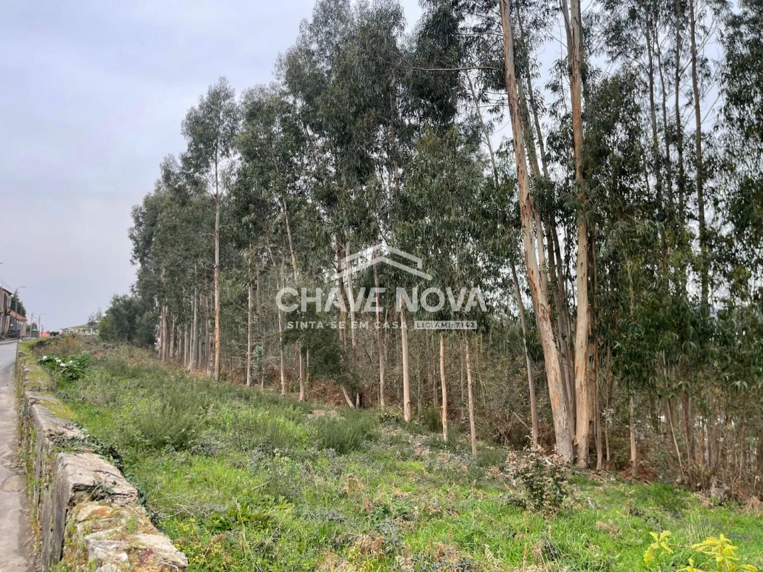 Terreno Urbanizável em Nogueira do Cravo - 3
