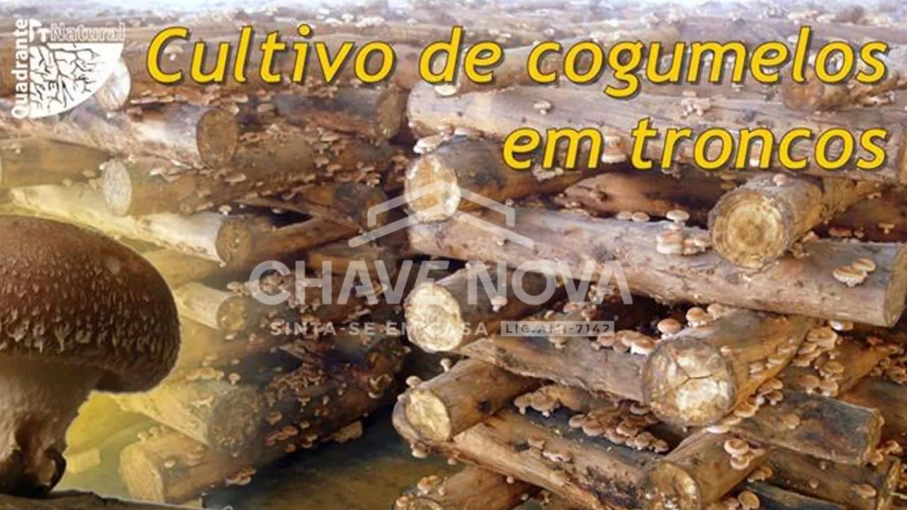 Quinta com Armazens/Estufas  de produção Cogumelos 