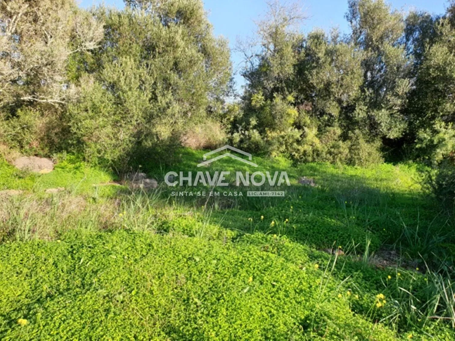 Terreno com 3900m2 c/ Projeto Aprovado em Calvos (Algarve) - 3