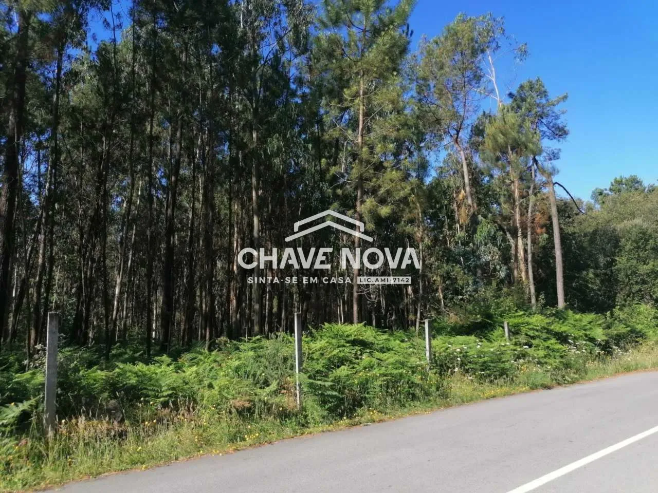 Terreno em Macieira de Sarnes c/ 6000 m2 - 2