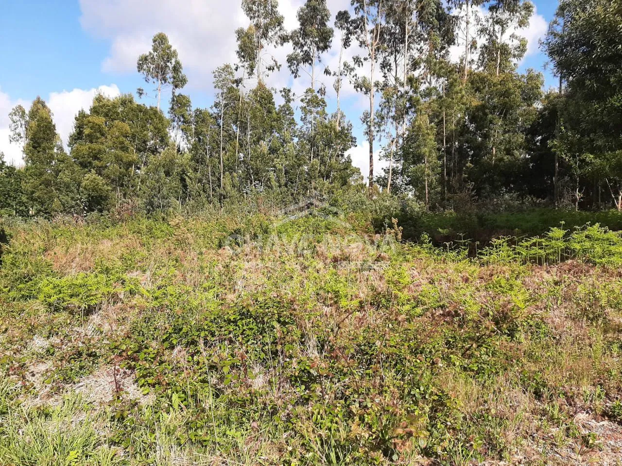 Terreno em Canedo, Santa Maria da Feira - 2