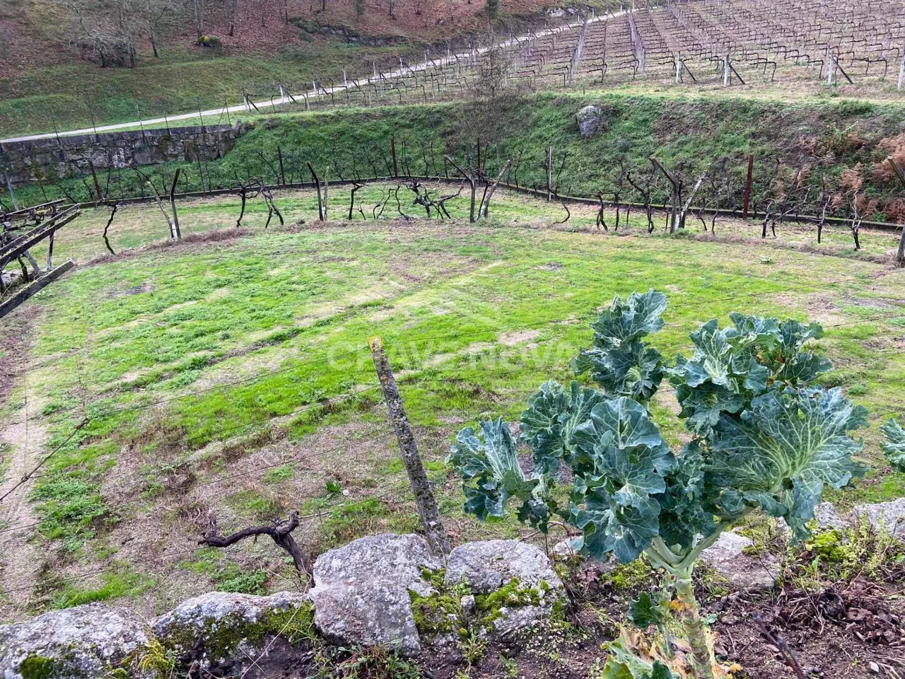Tereno Rústico em Baião na zona de Campo da Portela/Limite de Matas - 3