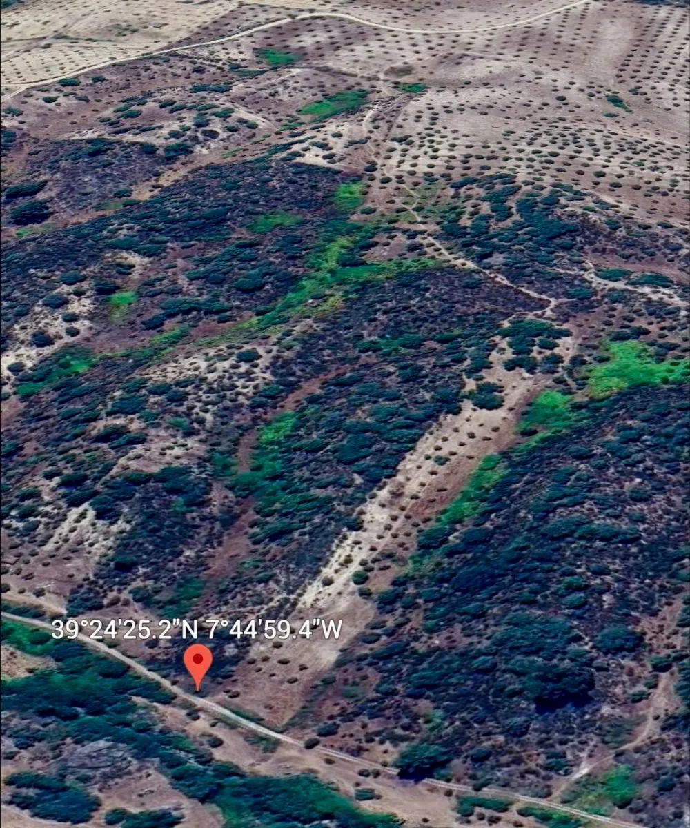 Rustic land for sale in the Tolosa region (Nisa) - Alto Alentejo﻿