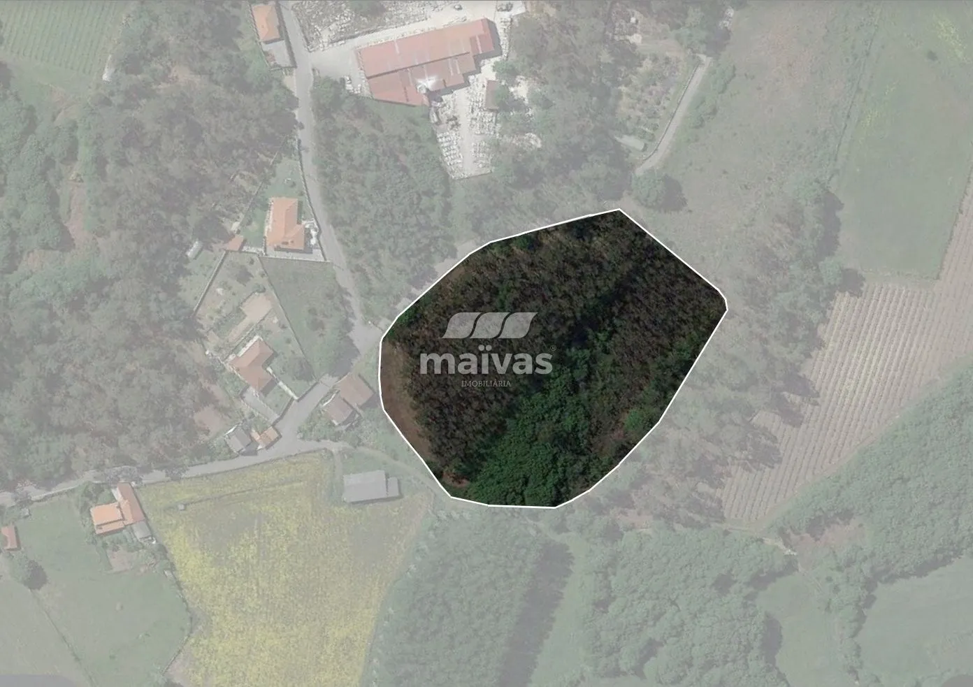 Terreno agrícola com exploração de eucaliptos
