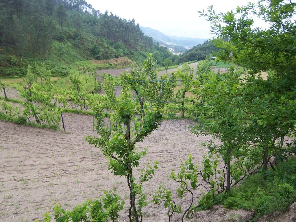 Quintinha em Amarante com aprox. 56.000 m2 - 3
