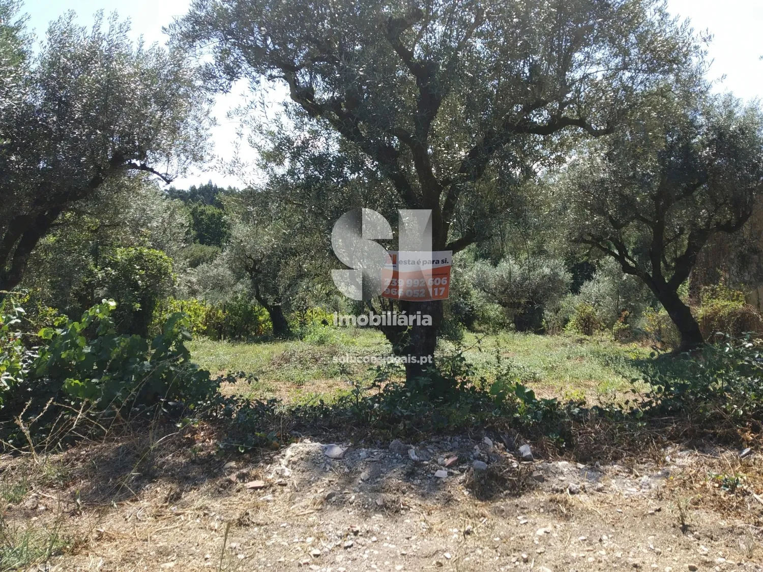 Terreno em Vila Nova de Poiares