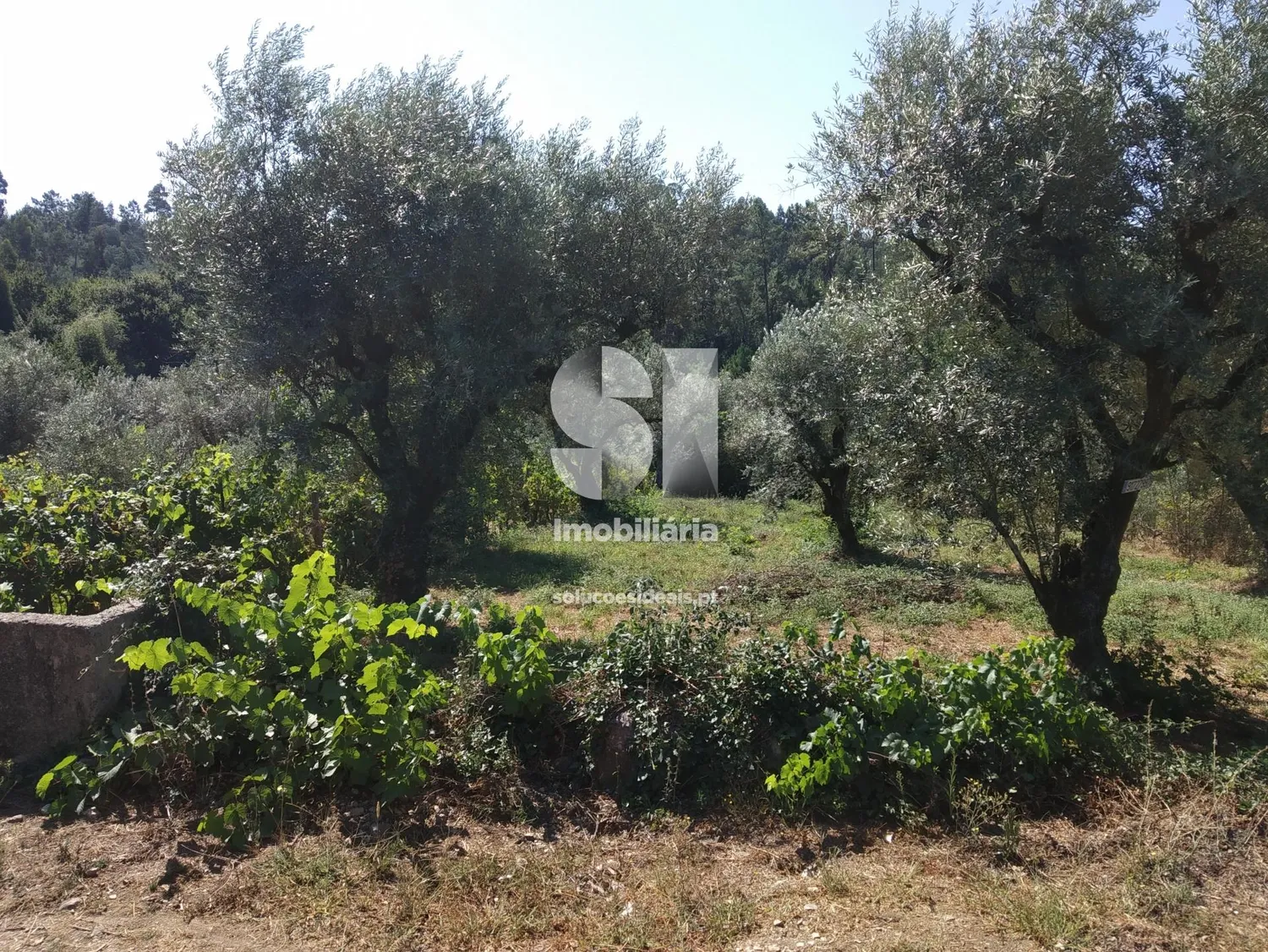 Terreno em Vila Nova de Poiares - 3