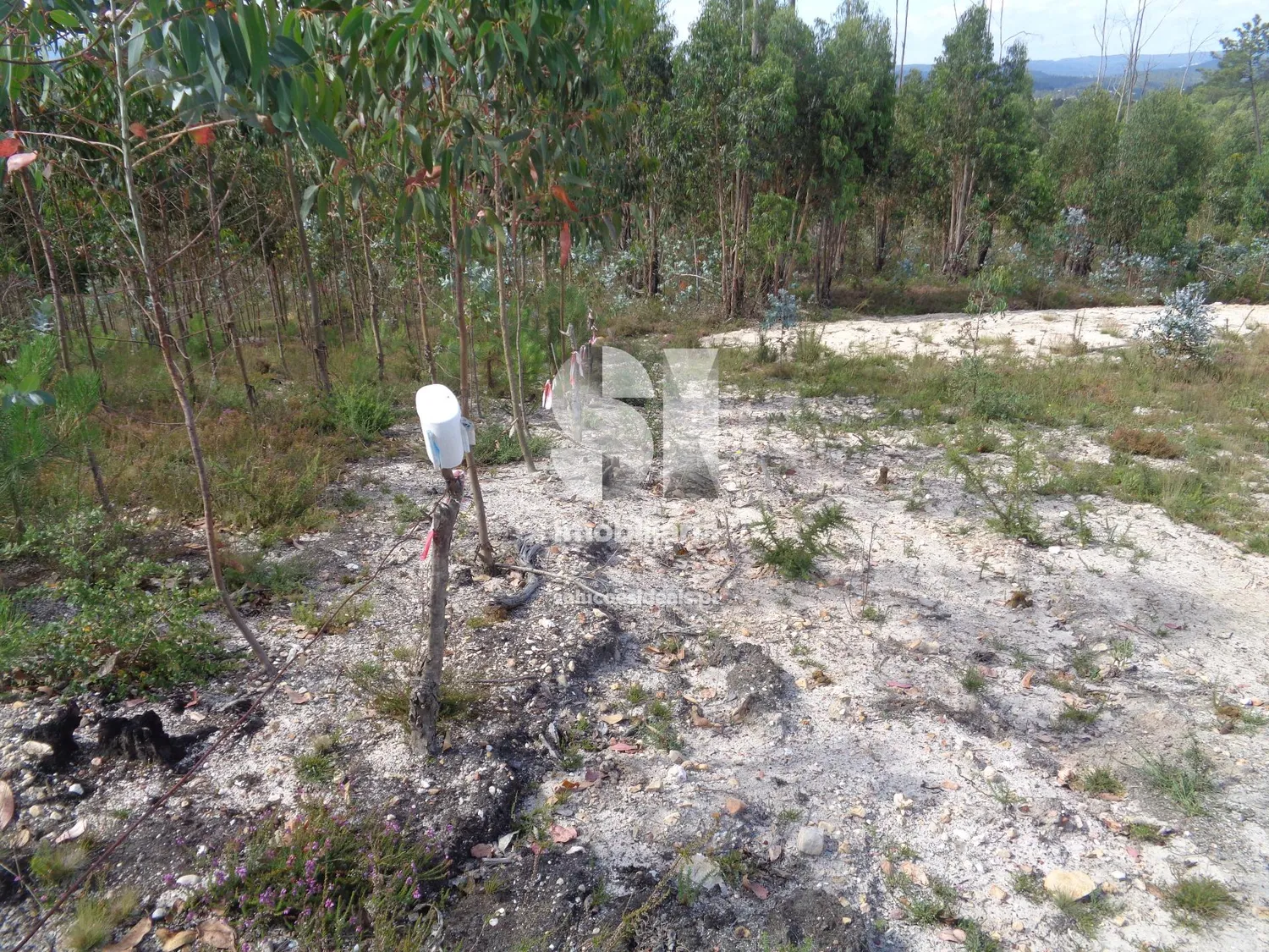 Terreno em Vila nova de poiares - 3