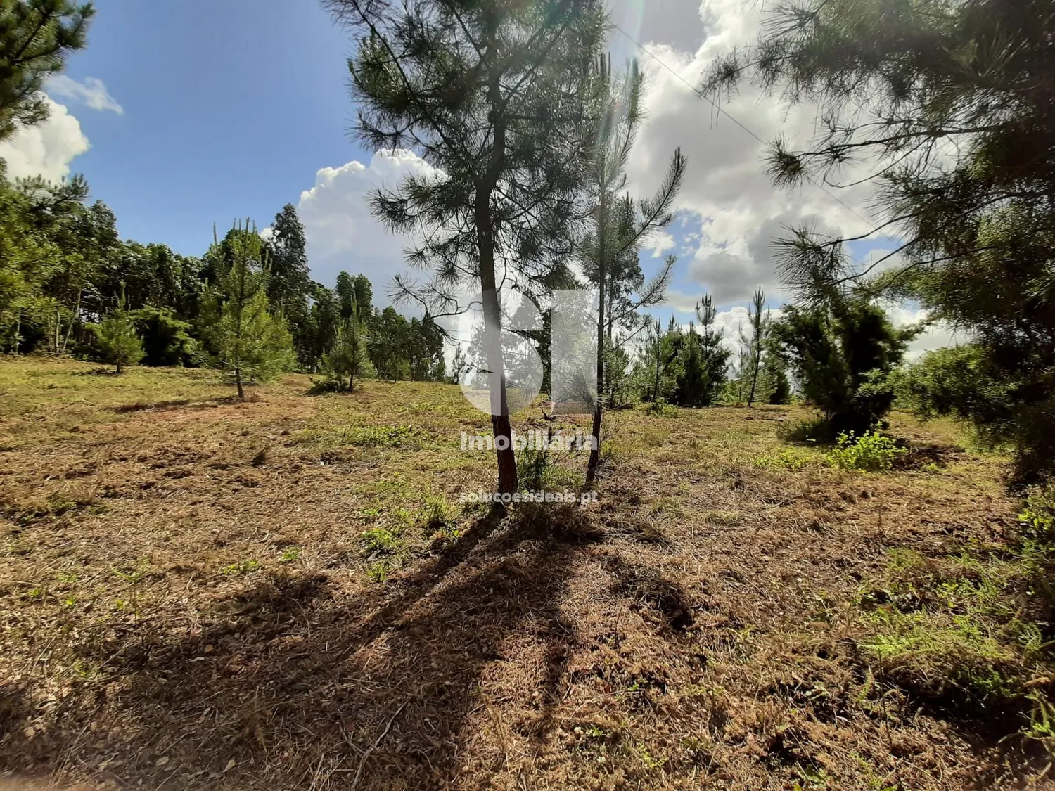 Terreno em Mealhada - 3