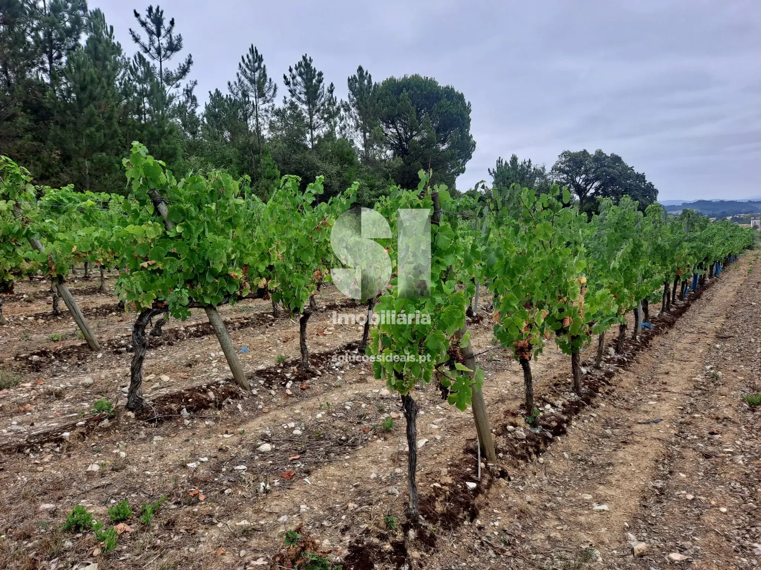 Terreno em Anadia
