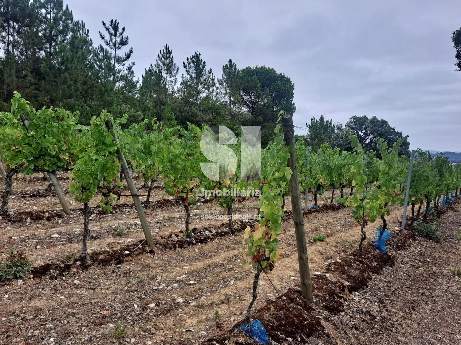 Terreno em Anadia - 2