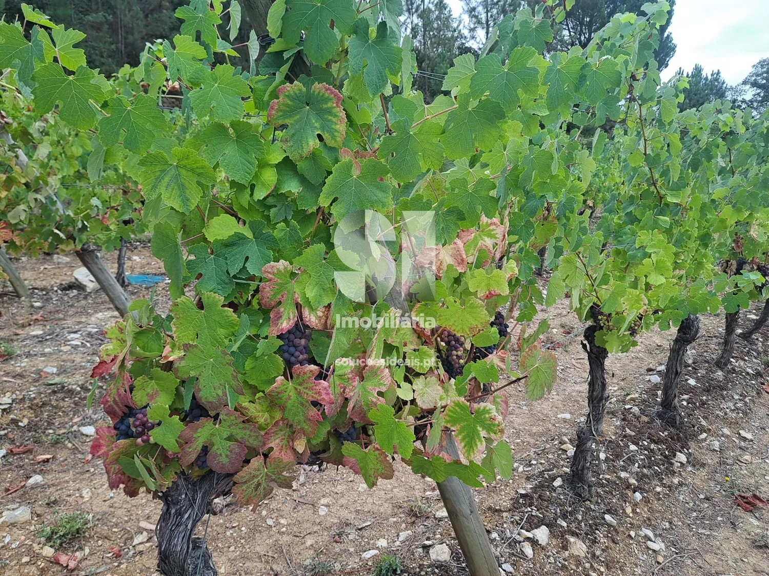 Terreno em Anadia - 3