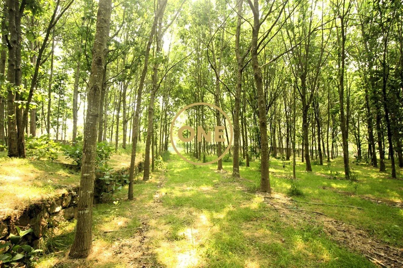 Terreno Florestal com 11.910 m² em Ribeirão - 2