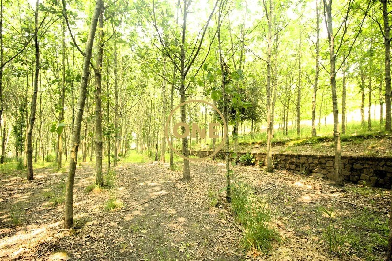 Terreno Florestal com 11.910 m² em Ribeirão - 3