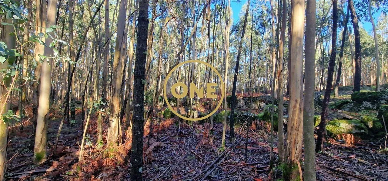 Fantastic Rustic Land of 7230m² in Cabanas, Santo Tirso, Porto - 3