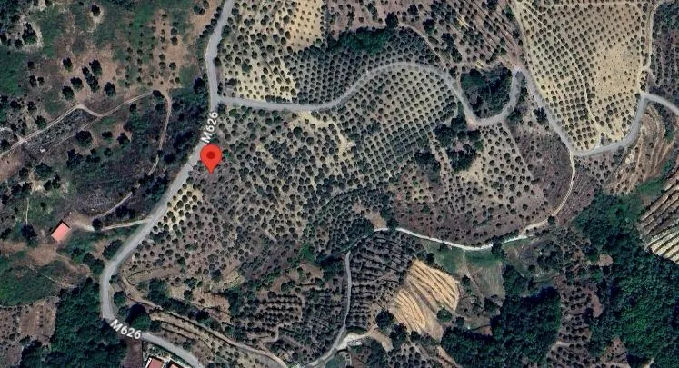 Terreno com 160 oliveiras - Vila Flor