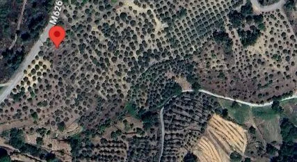 Terreno com 160 oliveiras - Vila Flor - 2
