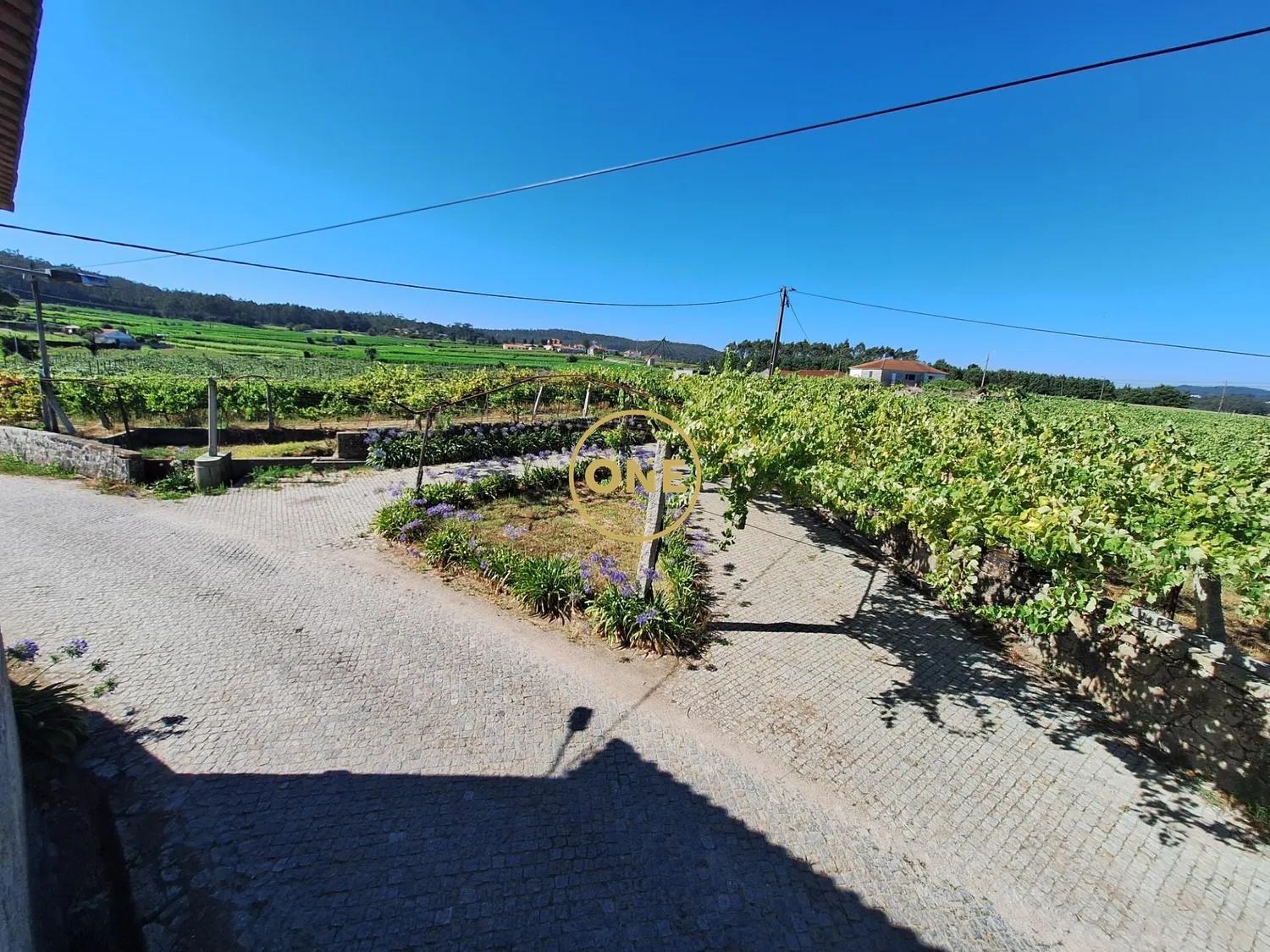 Terreno de 2,5 hectares com produção agrícola - 2