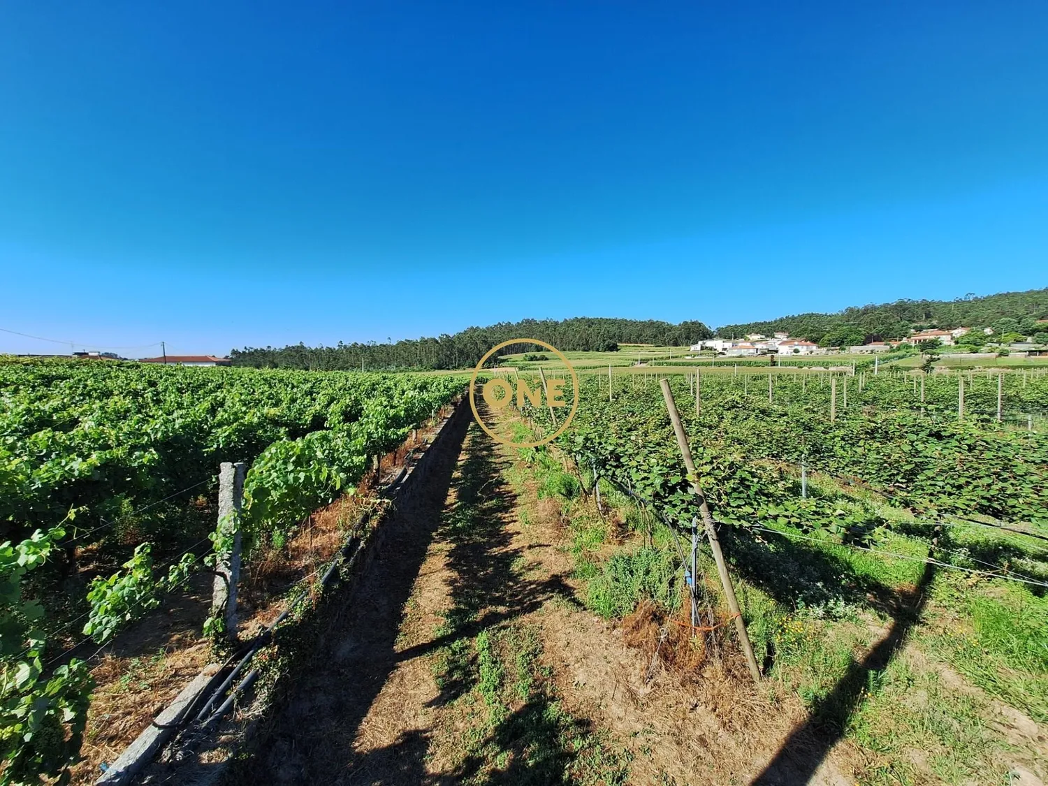 Terreno de 2,5 hectares com produção agrícola - 3
