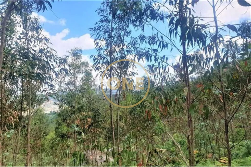 Terreno Florestal em Vale (São Martinho) - 2