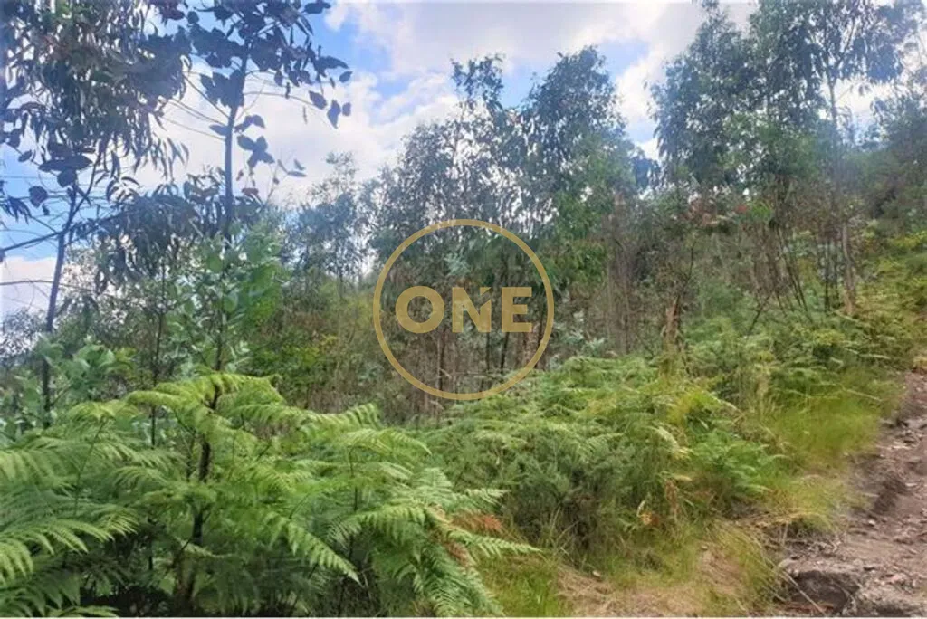 Terreno Florestal em Vale (São Martinho) - 3