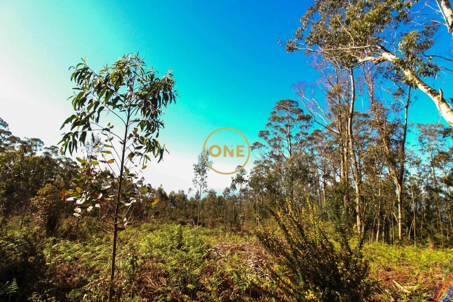 Land