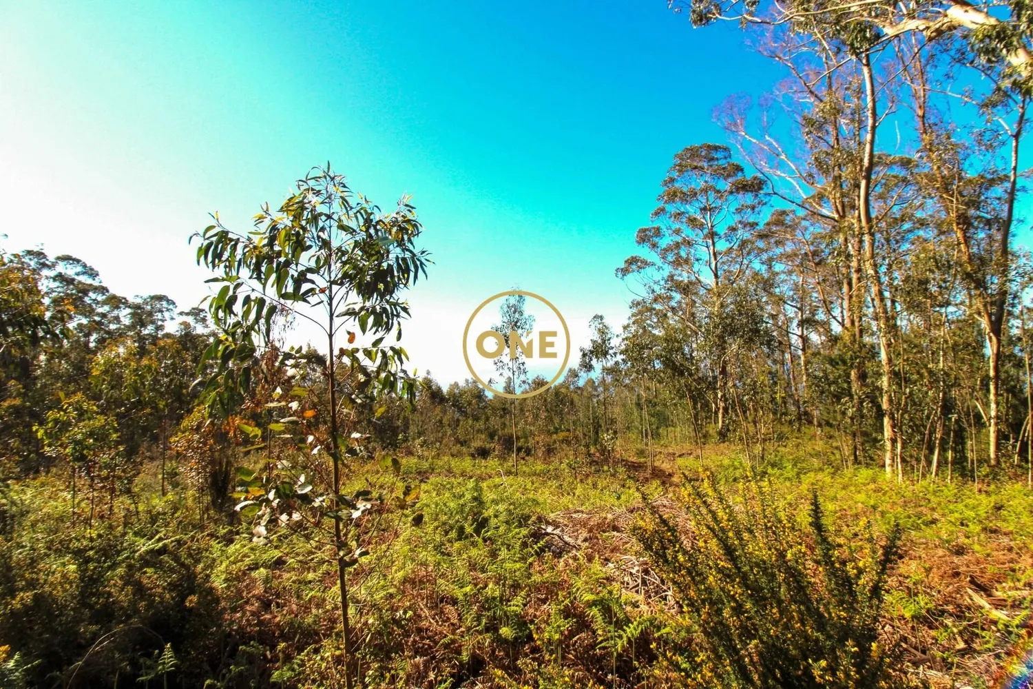 Land - 2