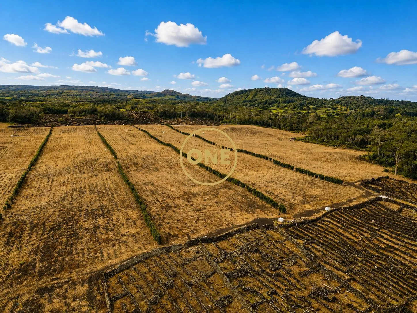 Terreno com Vinha à Venda na Ilha do Pico - 3