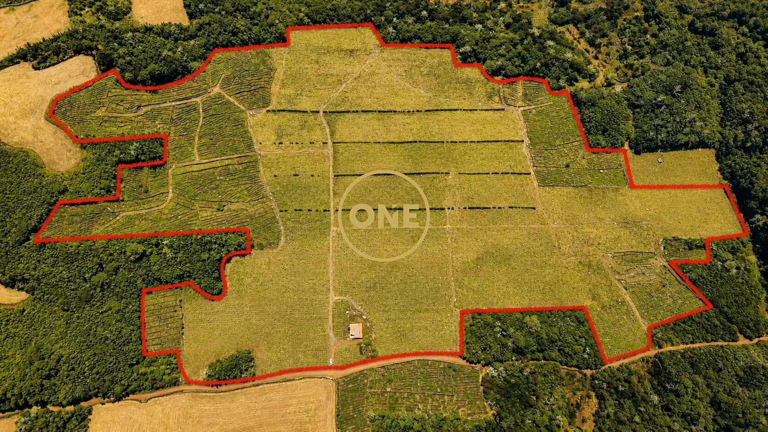 Terrain avec vignoble à vendre sur l'île de Pico - 2