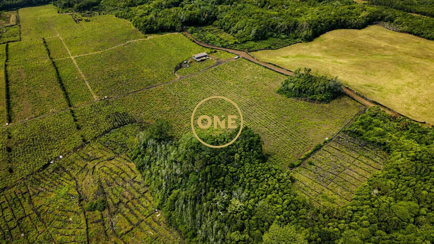 Terrain avec vignoble à vendre sur l'île de Pico - 3