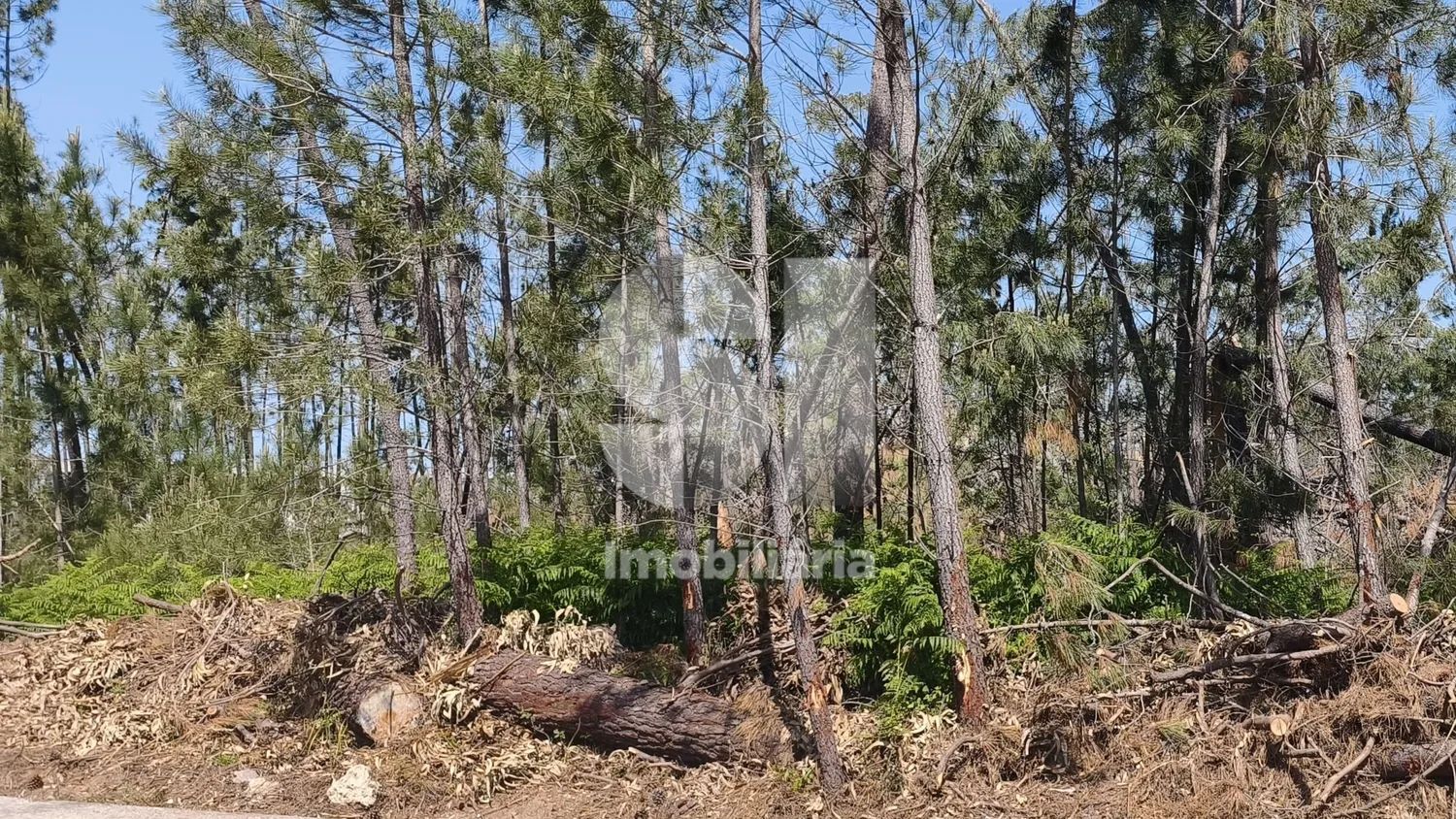 Terreno com acesso direto à EN356 - 2