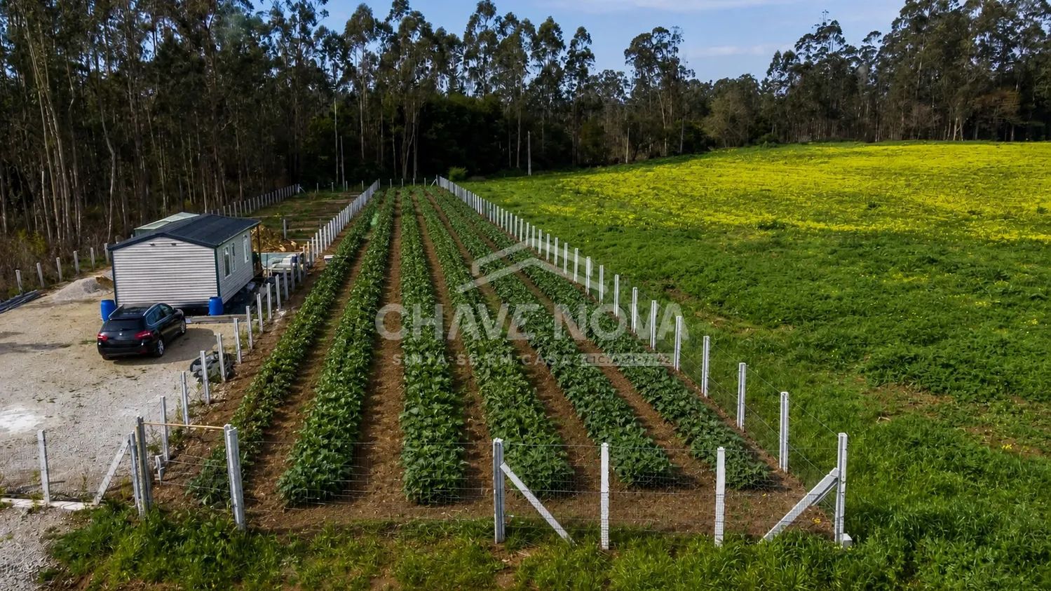 Terreno rústico situado em Ovar, destinado a cultivo agrícola. - 3