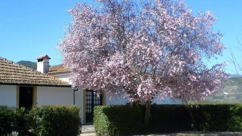Quinta Brasonada Histórica no Coração do Douro Valley