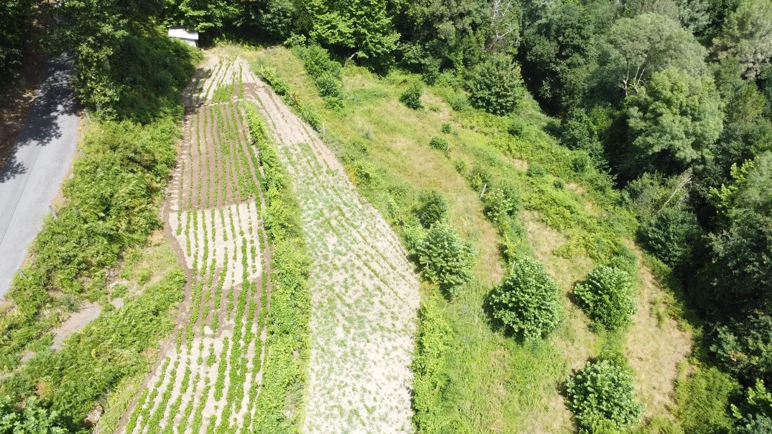 Agricultural land measuring 5,695 m² in Chorense – Terras de Bouro - 3