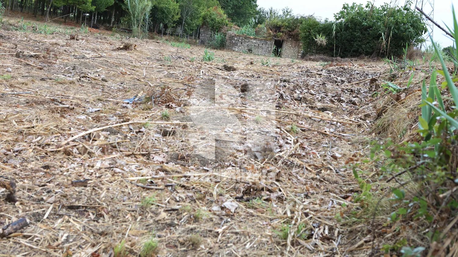 Quinta com aproximadamente 15000 m2 e moinho no coração da Bairrada - 2