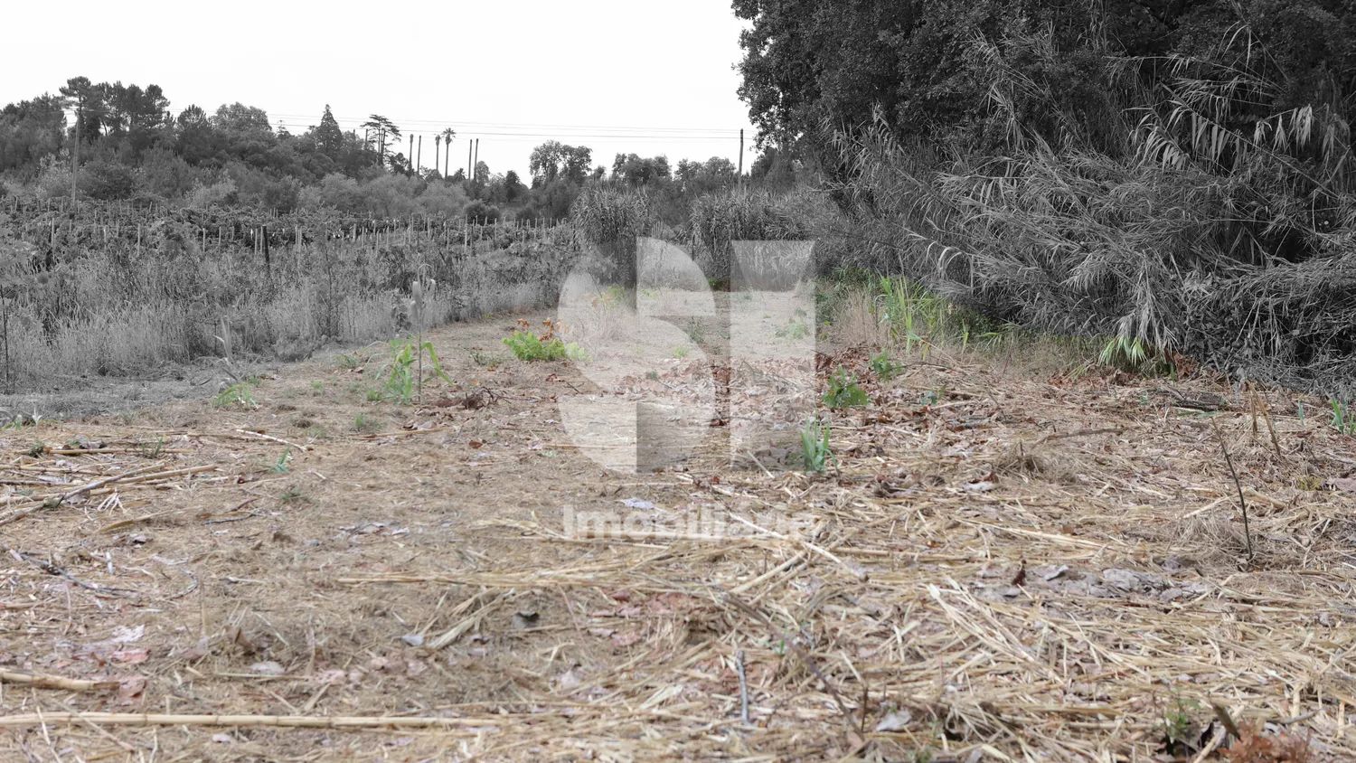 Quinta com aproximadamente 15000 m2 e moinho no coração da Bairrada - 3