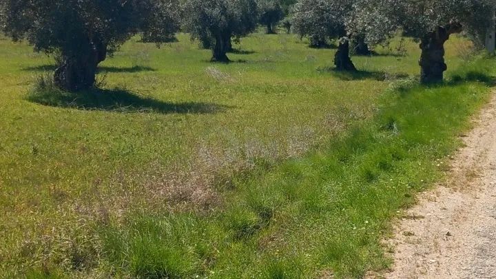 Terreno | Olival de 3ha em Olaia, Torres Novas - 2