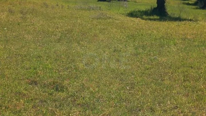 Terreno | Olival de 3ha em Olaia, Torres Novas - 3