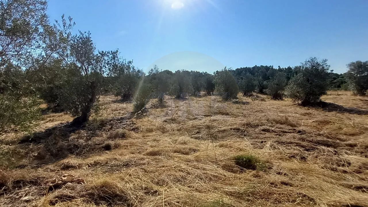 Terreno | 21.960 m² | Viabilidade construtiva | Vila Nova da Barquinha - 2