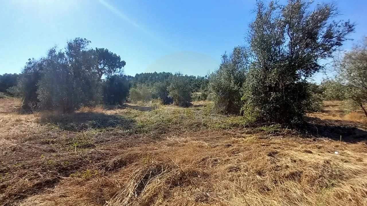 Terreno | 21.960 m² | Viabilidade construtiva | Vila Nova da Barquinha - 3