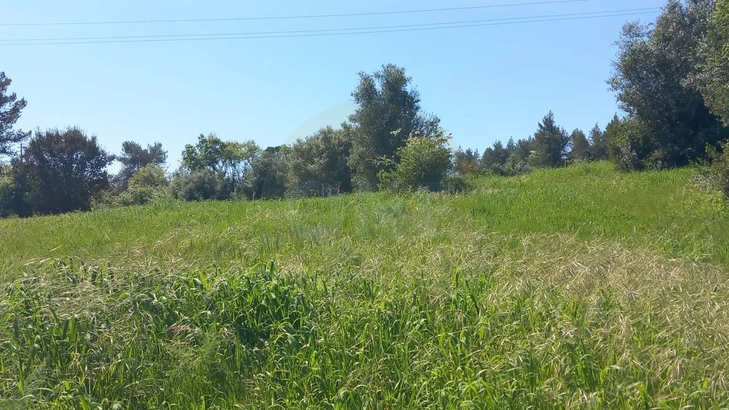 Terreno Rústico de 1ha em Paialvo, Tomar