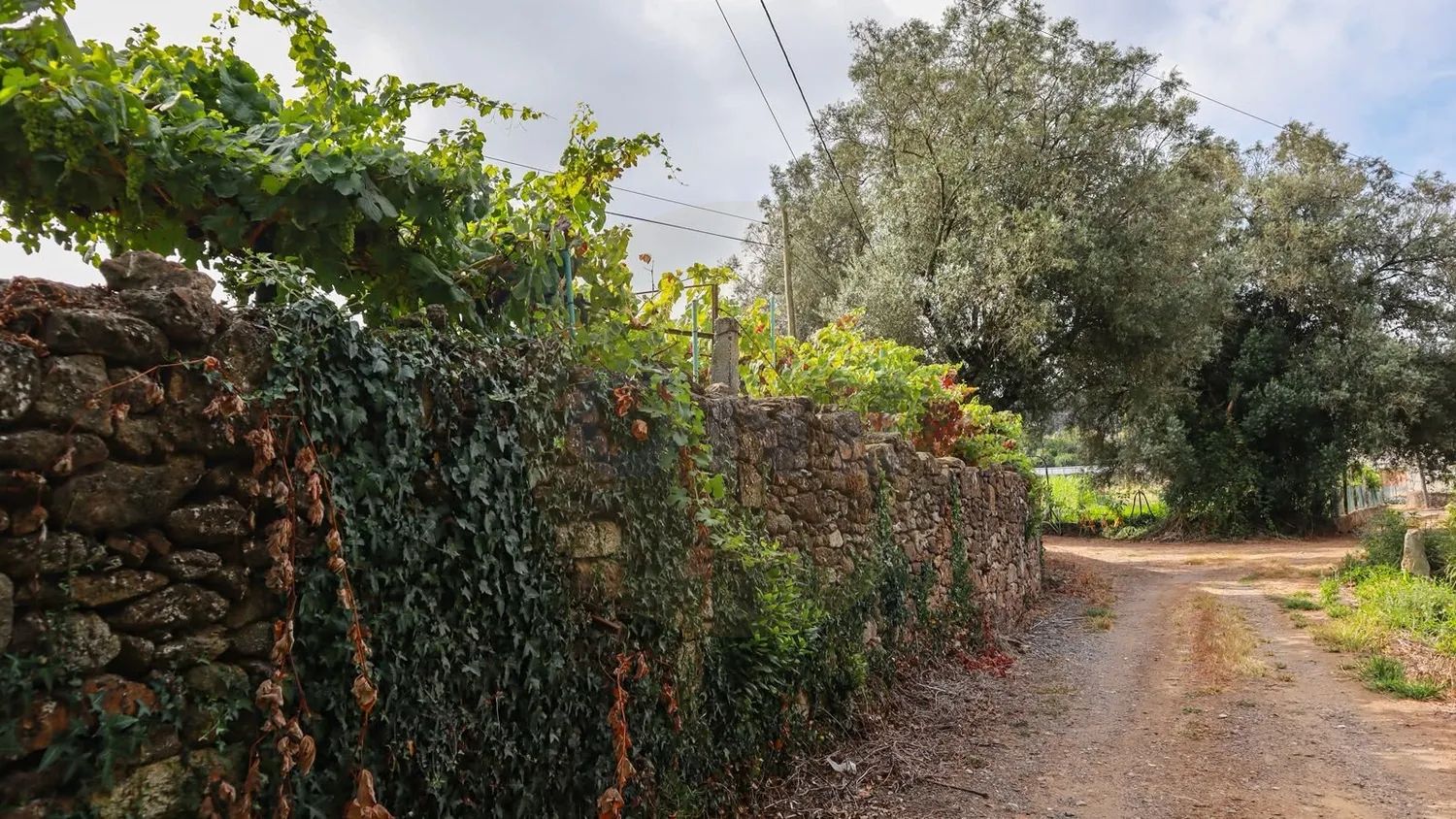 Terreno Rustico C/ viabilidade de construção com 1490M2 Vilar de Figos - 2