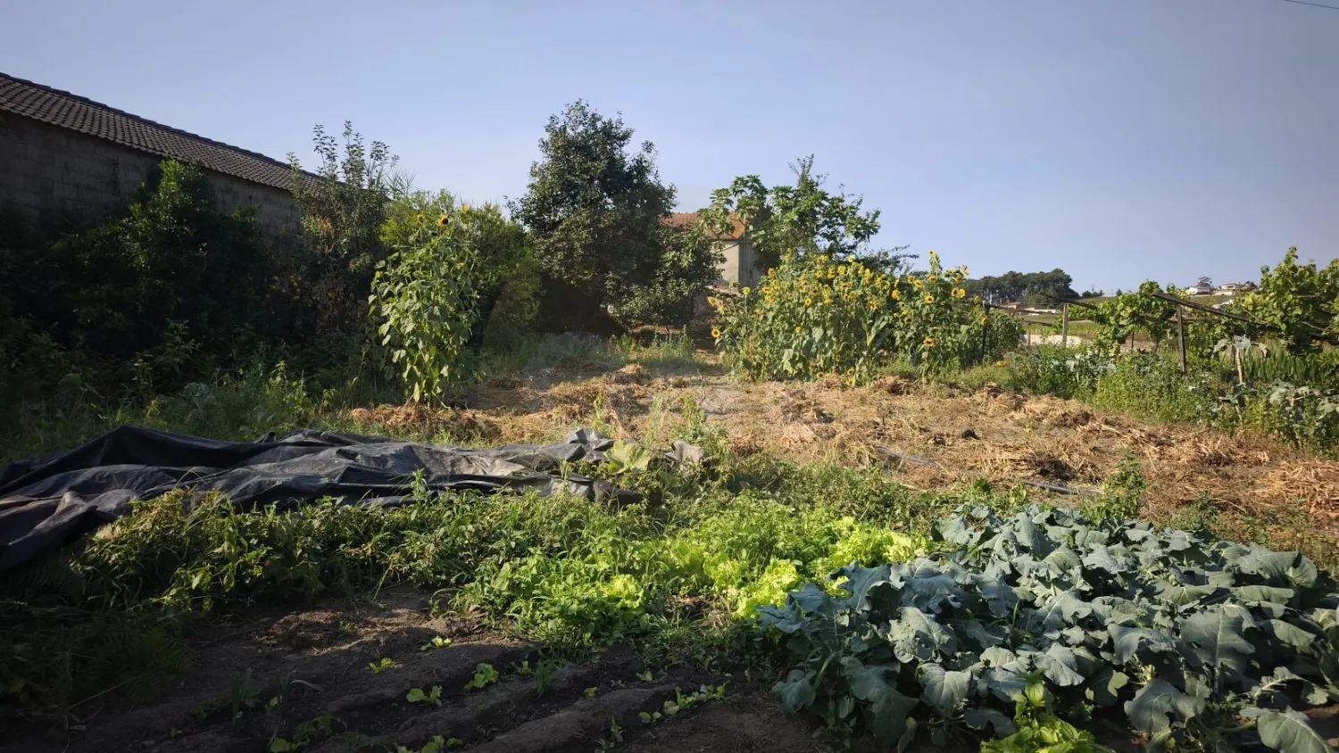 Terreno Rustico Em Cristelo 