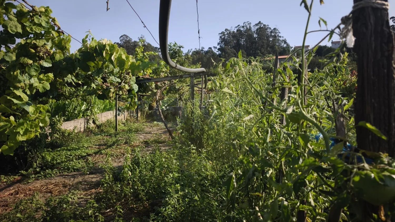Terreno Rustico Em Cristelo  - 2
