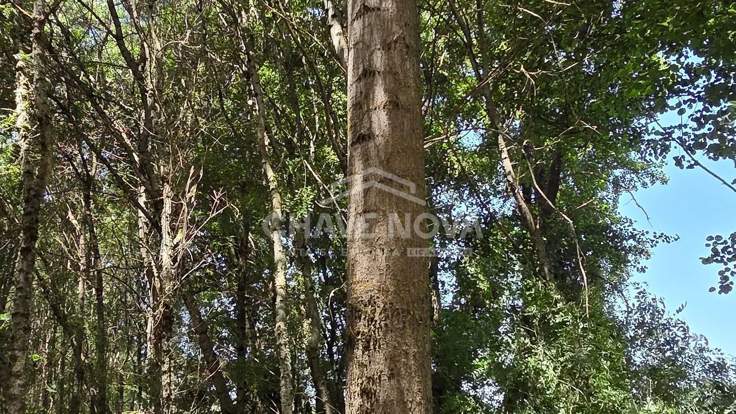 Investimento Florestal e Agrícola 3,2 ha - Vinhais - 2