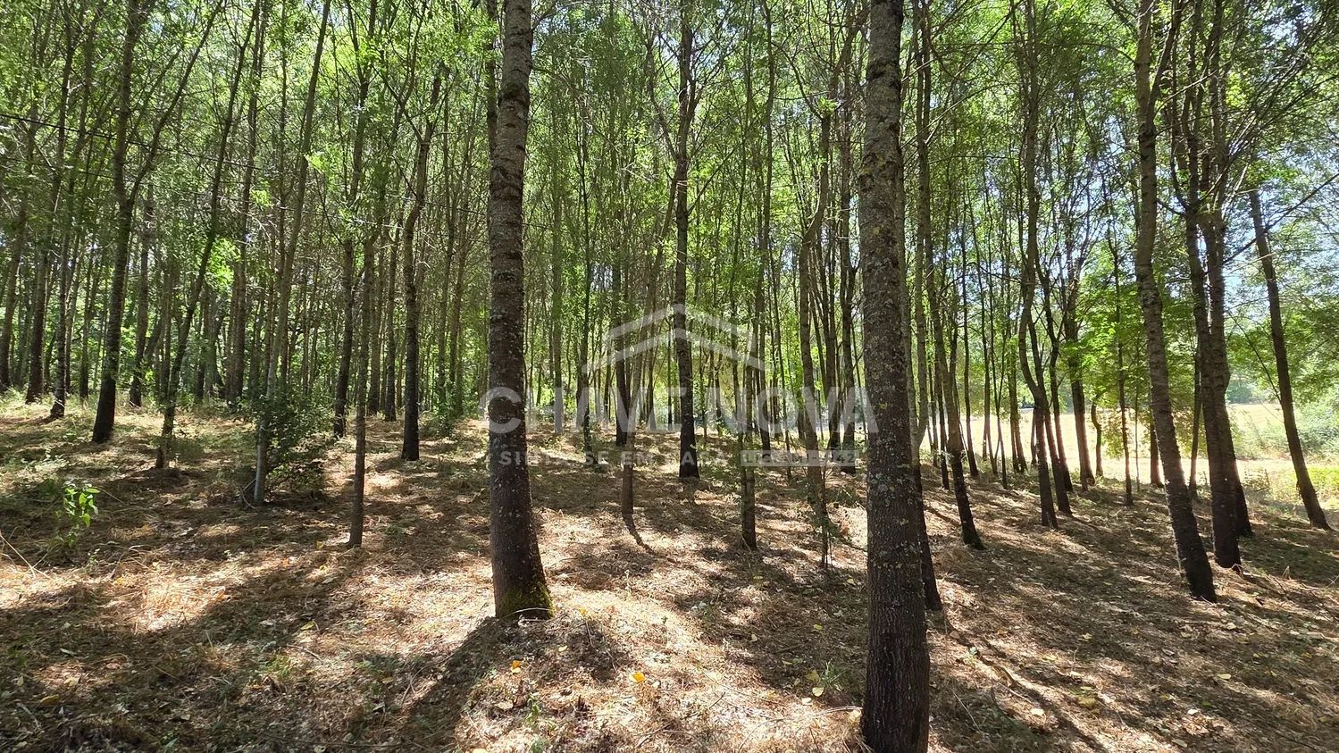 Investimento Florestal e Agrícola 3,2 ha - Vinhais - 3