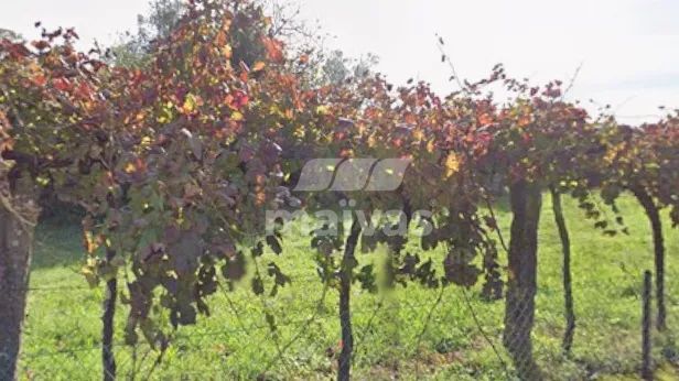 Terreno para Construção com 710 m² | Soajo (Veiga de Bairros), Arcos de Valdevez - 2